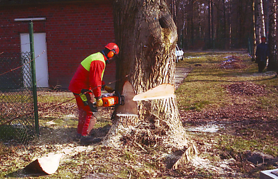 d-baumefällen1-400.jpg