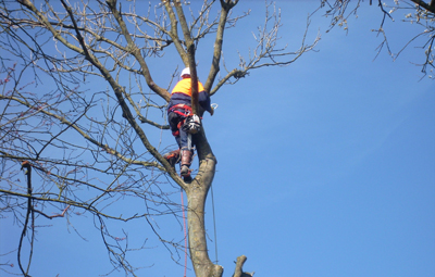 d-baumpflege2-400.jpg